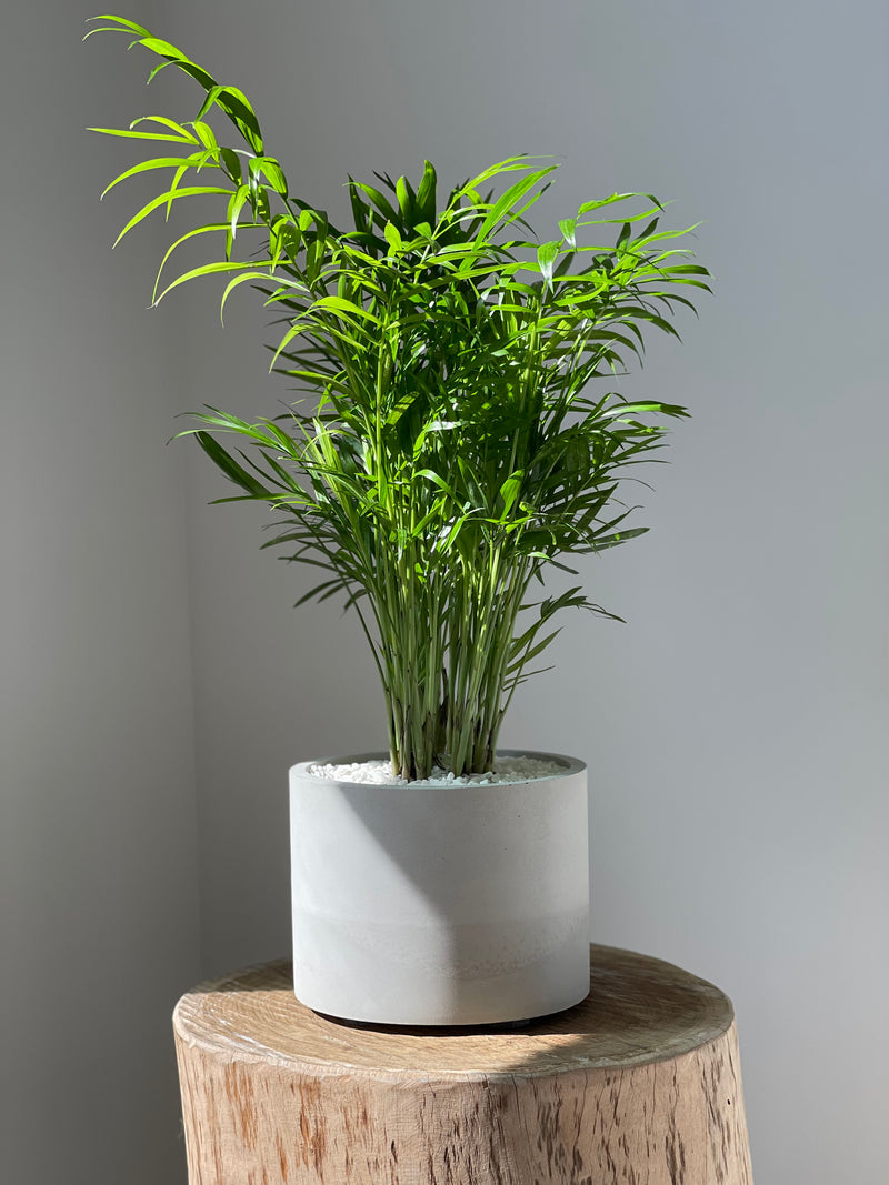 Signature Concrete Pot - 6”