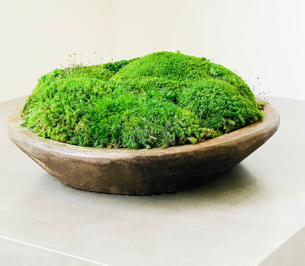 Moss Bowl