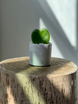 Signature Concrete Pot- 3”