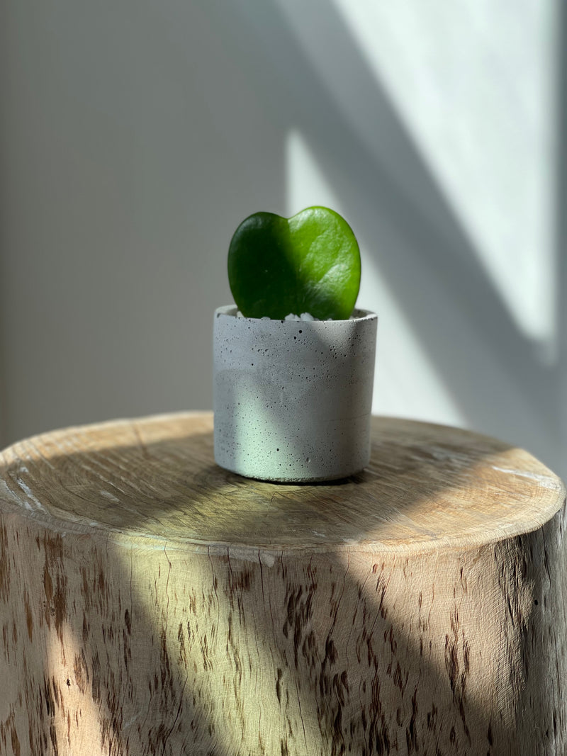 Signature Concrete Pot- 3”