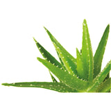 Aloe Vera Grow Kit