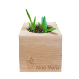 Aloe Vera Grow Kit