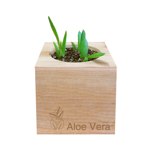 Aloe Vera Grow Kit