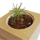 Christmas Tree Grow Kit