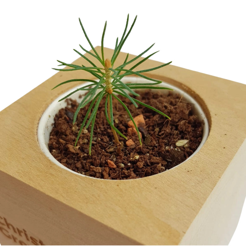 Christmas Tree Grow Kit