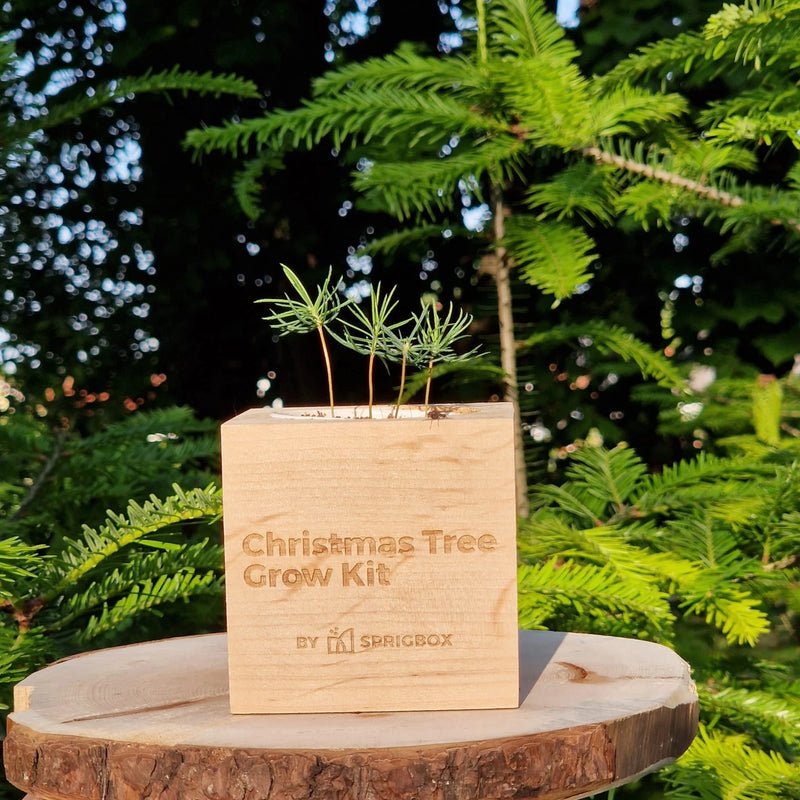 Christmas Tree Grow Kit