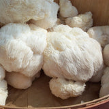 Lions Mane Mushroom Grow Kit