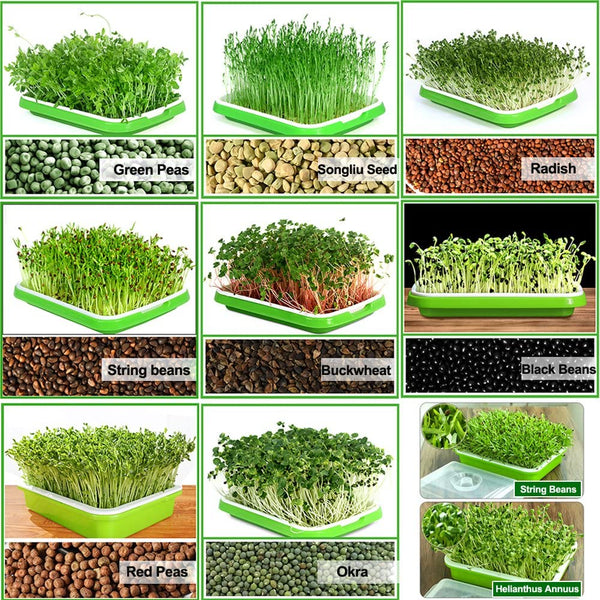Microgreens Grow Kit