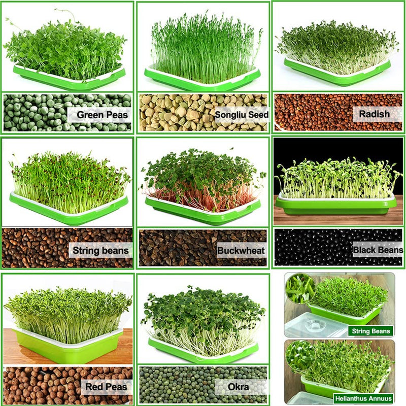 Microgreens Grow Kit