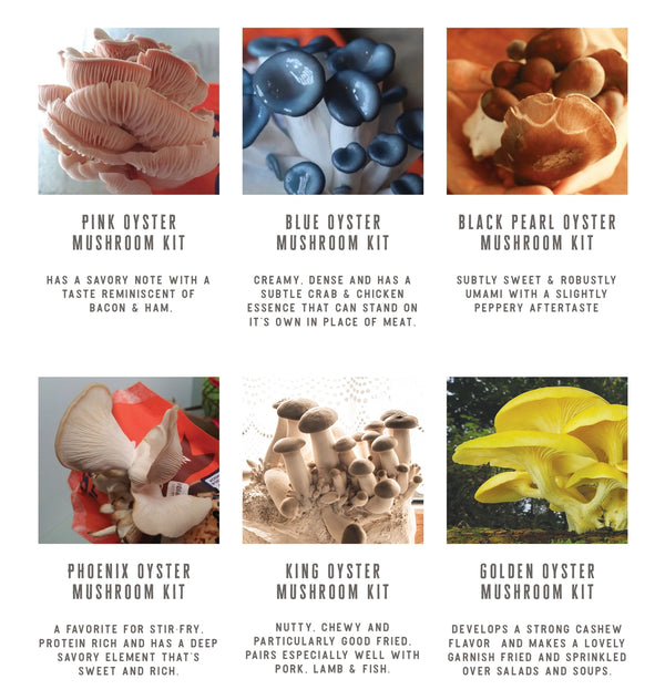 Mushroom Growing Kits | Variety Pack