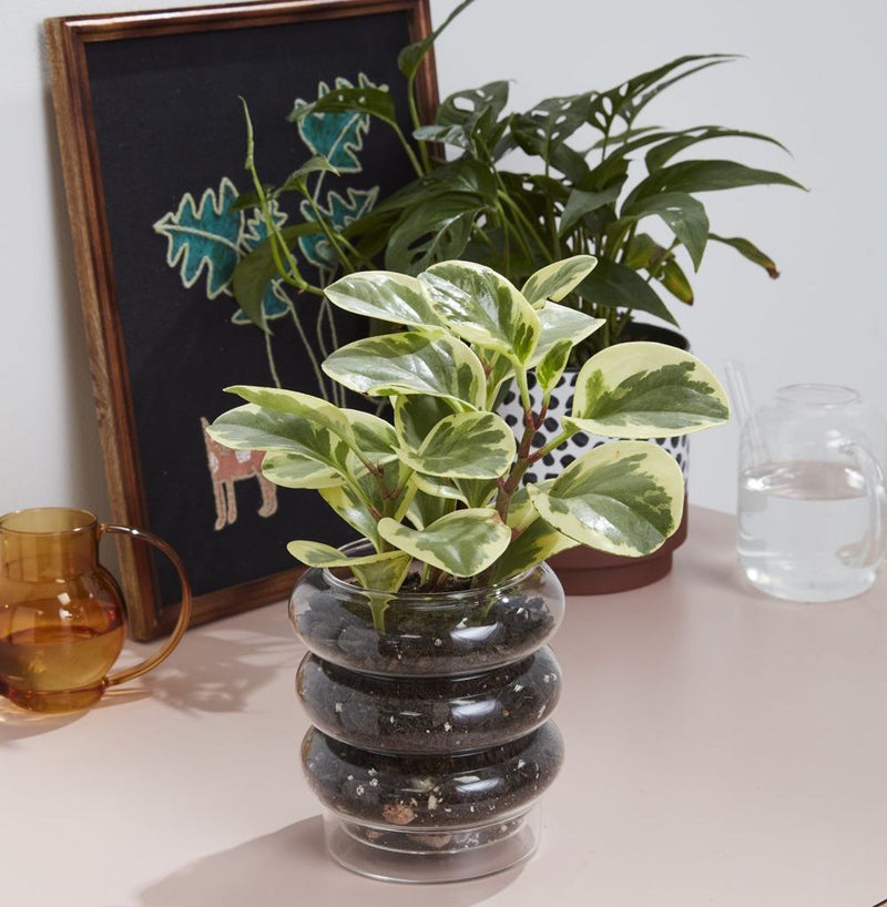 Glass Bubble Pot with Saucer