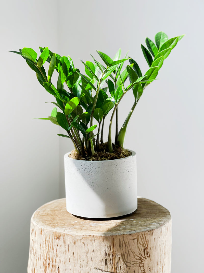 ZZ Plants