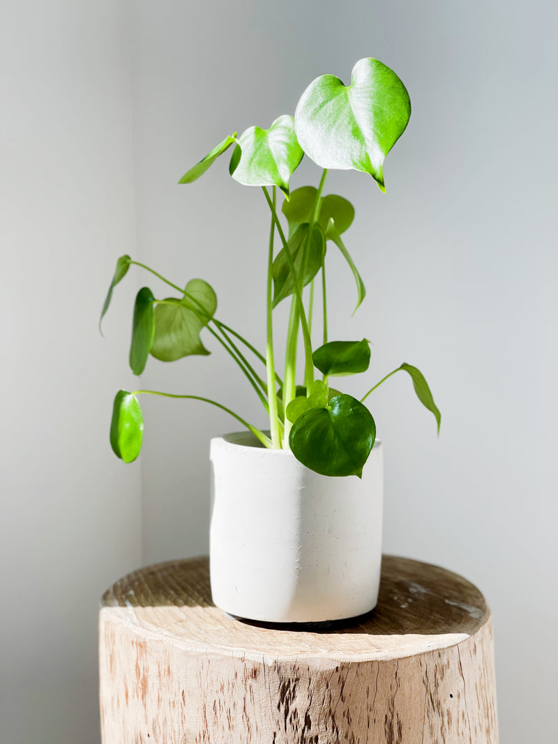 Philodendron Monstera