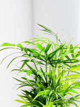 Palm Varieties