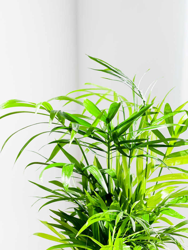 Palm Varieties