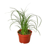 Palm Varieties