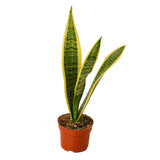 Snake Plant Varieties