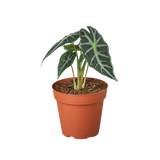 Alocasia Varieties