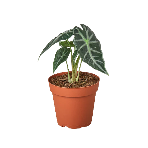 Alocasia Varieties