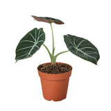 Alocasia Varieties