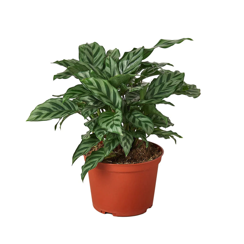 Calathea Varieties
