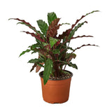 Calathea Varieties