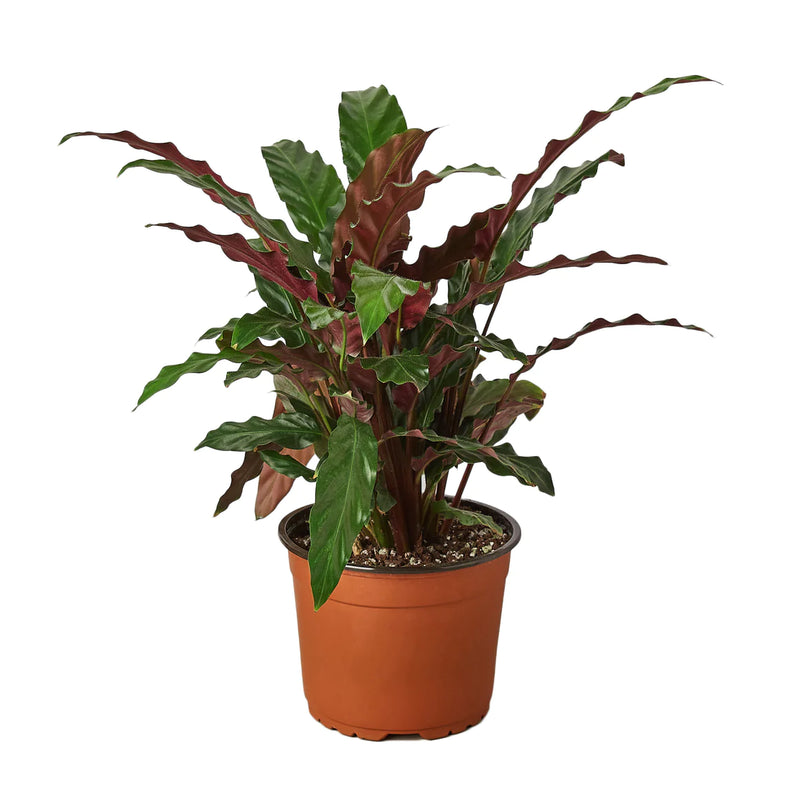 Calathea Varieties