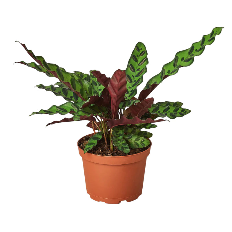 Calathea Varieties