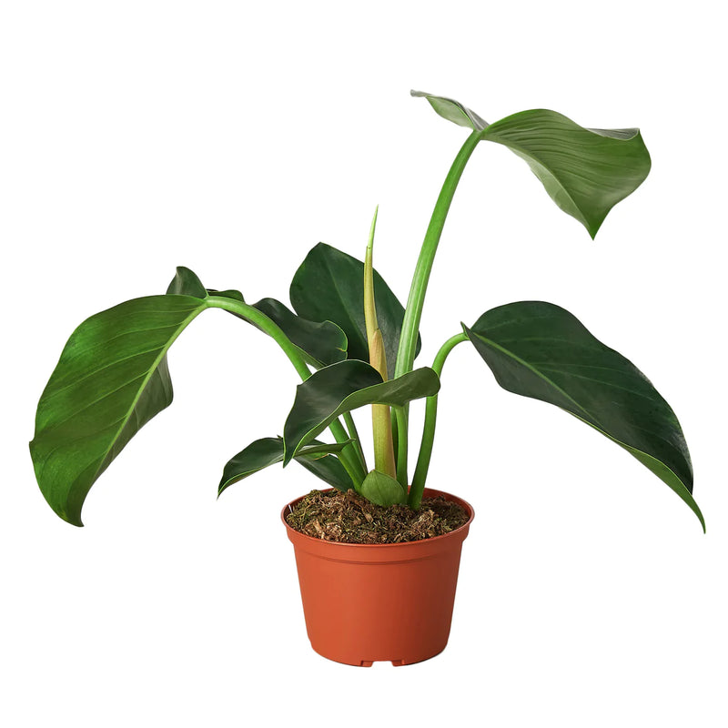 Philodendron Varieties