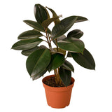 Ficus Varieties