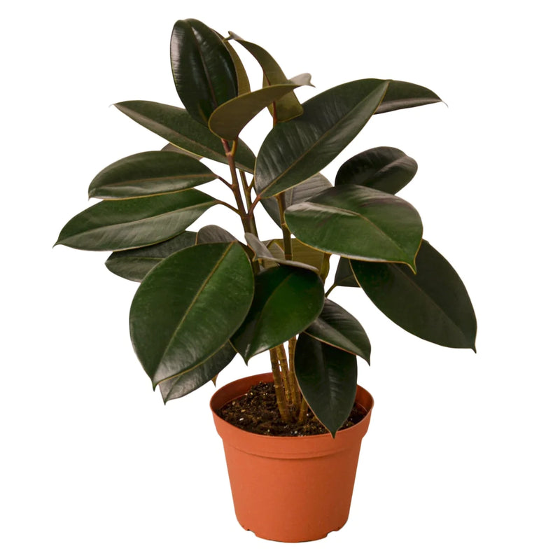 Ficus Varieties