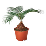 Palm Varieties