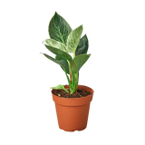 Philodendron Varieties