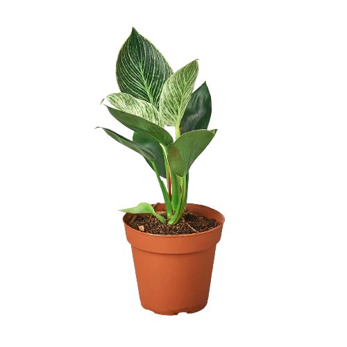 Philodendron Varieties