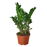 ZZ Plants
