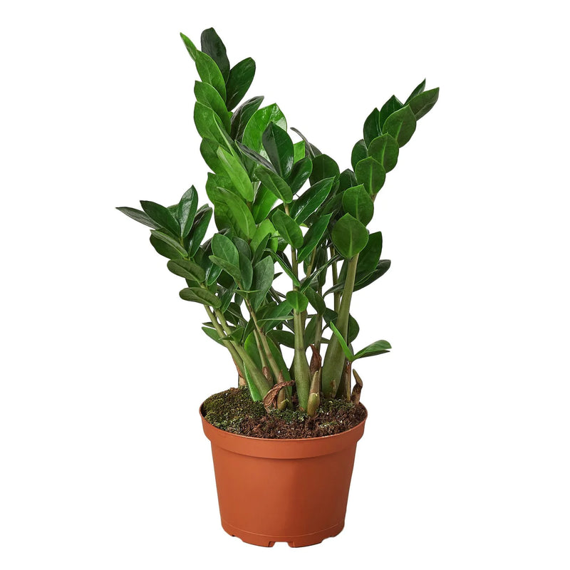 ZZ Plants