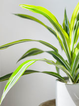 Dracaena Varieties