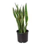 Snake Plant Varieties