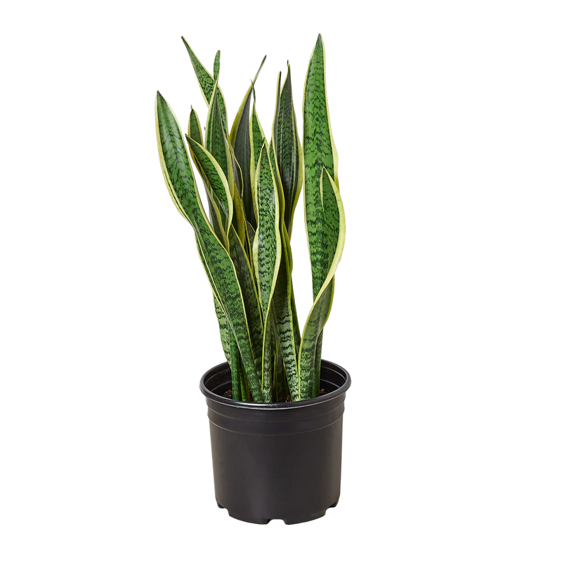 Snake Plant Varieties