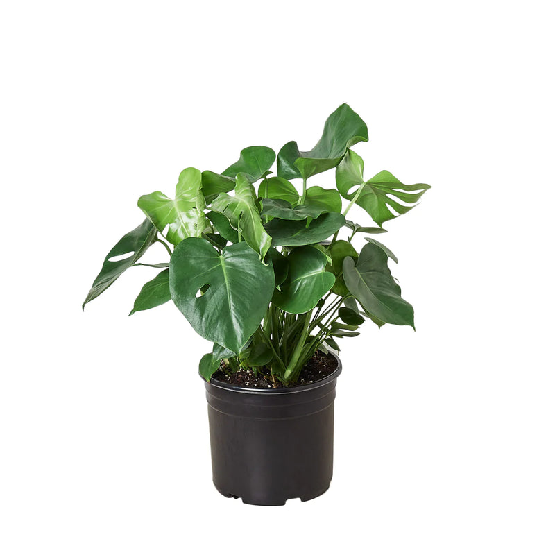 Philodendron Monstera
