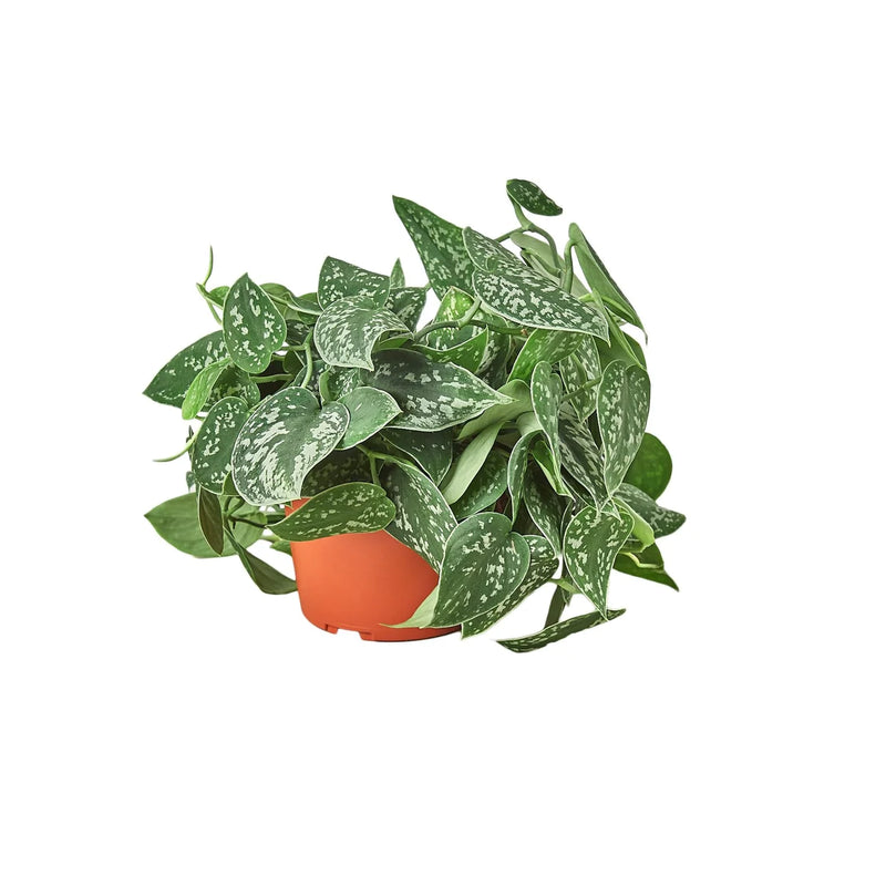 Pothos Varieties