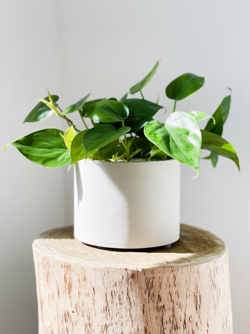 Trailing Philodendrons