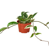 Hoya Varieties
