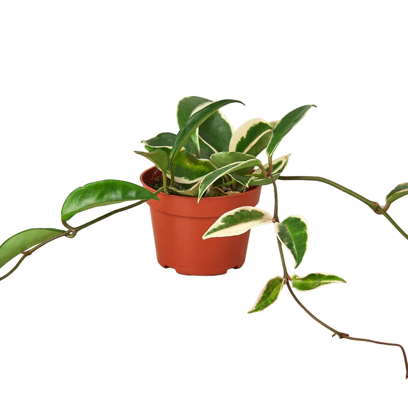 Hoya Varieties