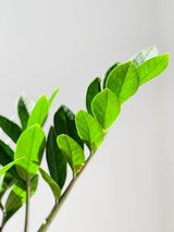 ZZ Plants