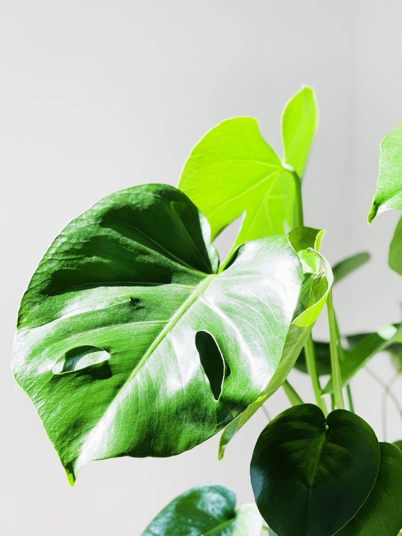 Philodendron Monstera