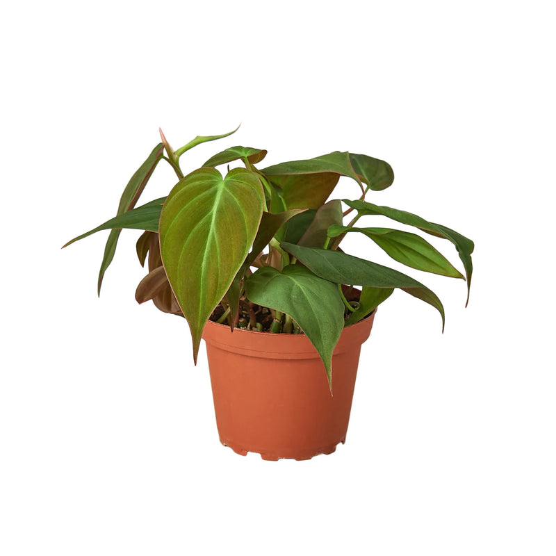 Trailing Philodendrons