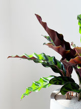 Calathea Varieties