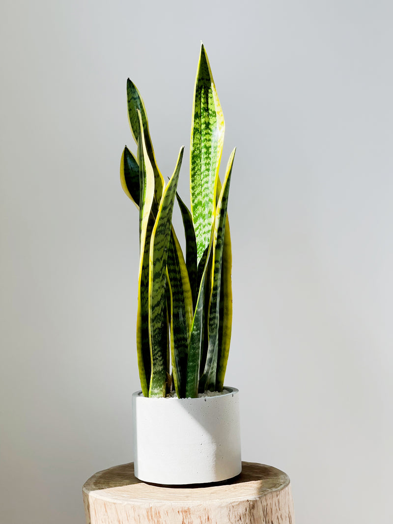 Snake Plant Varieties