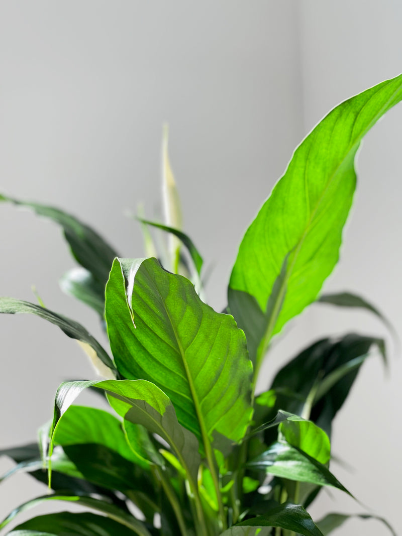 Peace Lily